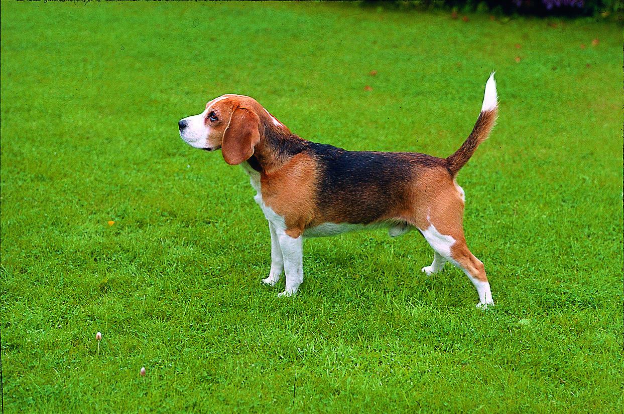 Beagle - Be<br>