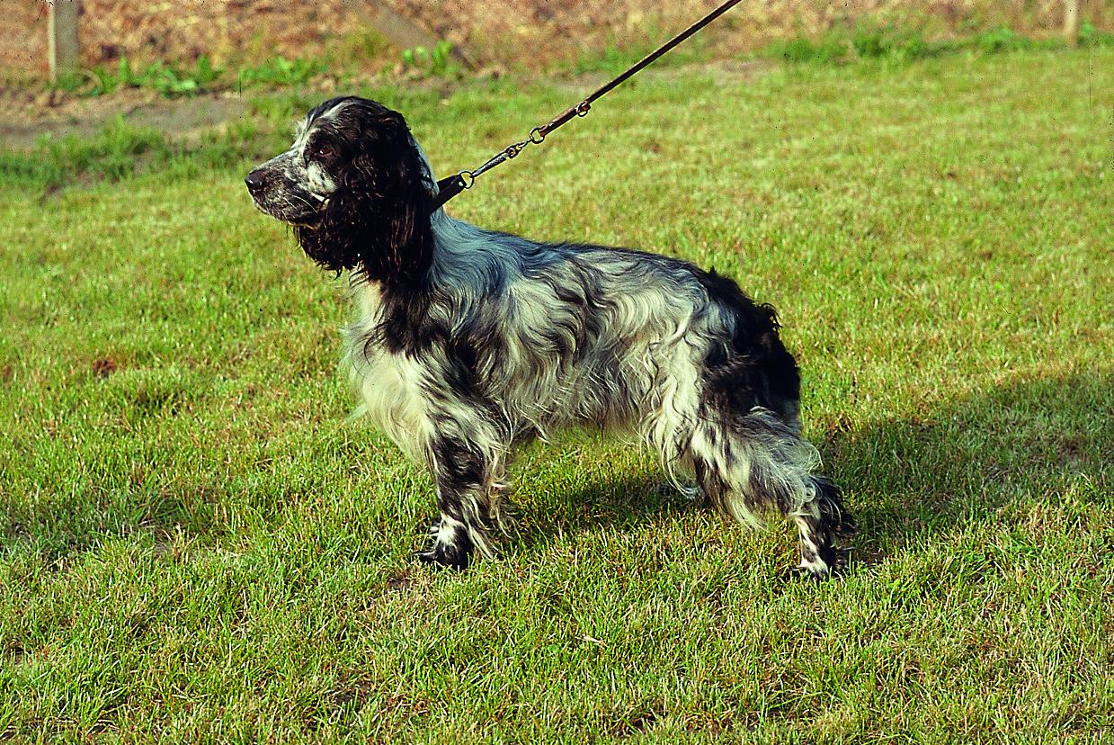 Cocker Spaniel - ECS<br>