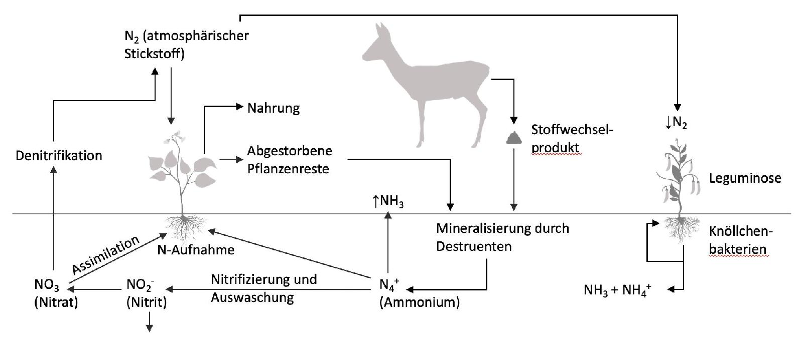 Stickstoffkreislauf