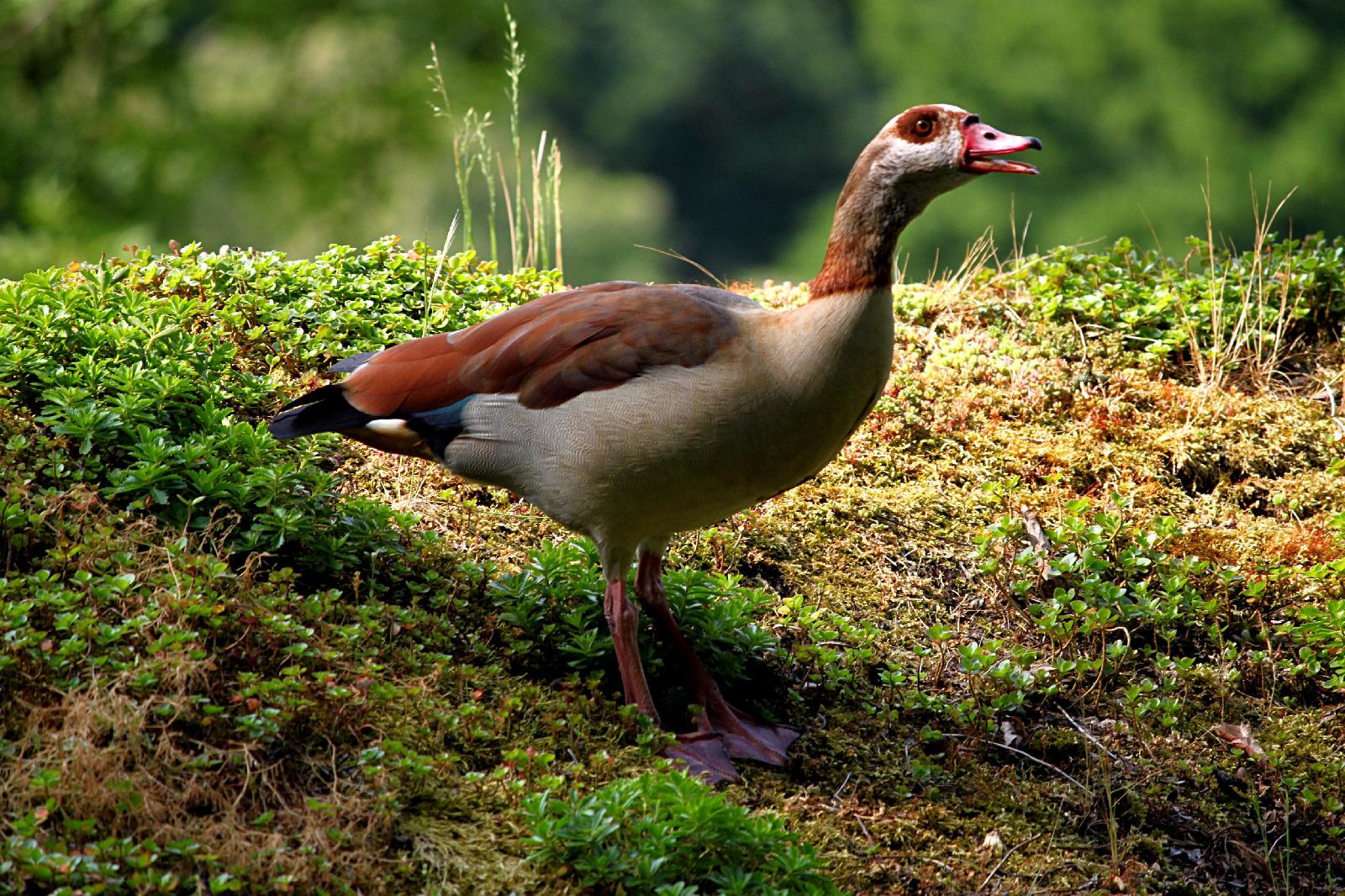 Nilgans