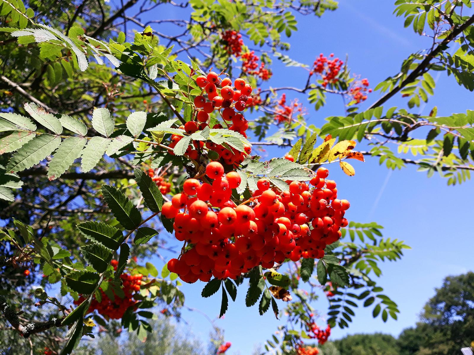 Eberesche Frucht<br>