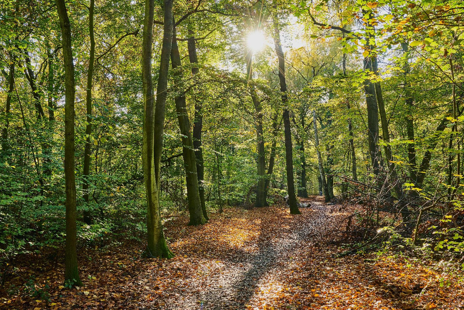 Altersklassen des Waldes