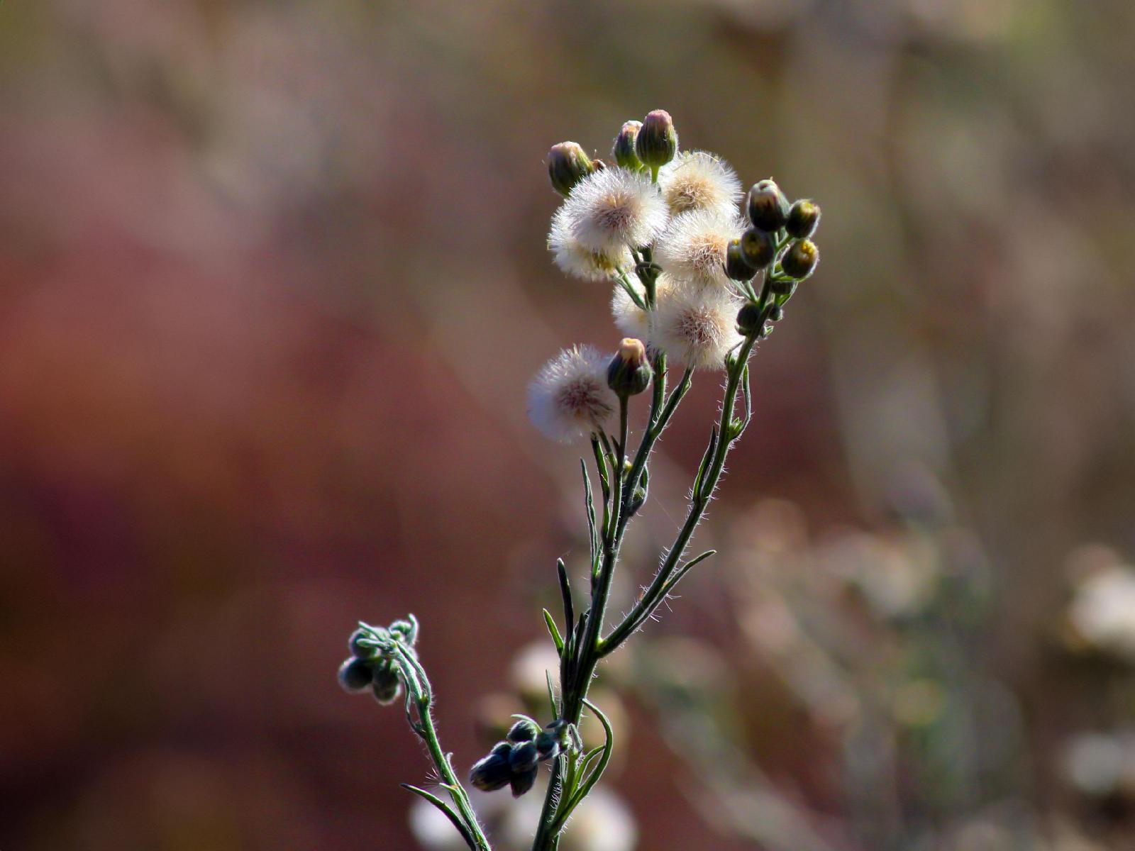 Ackerkratzdistel