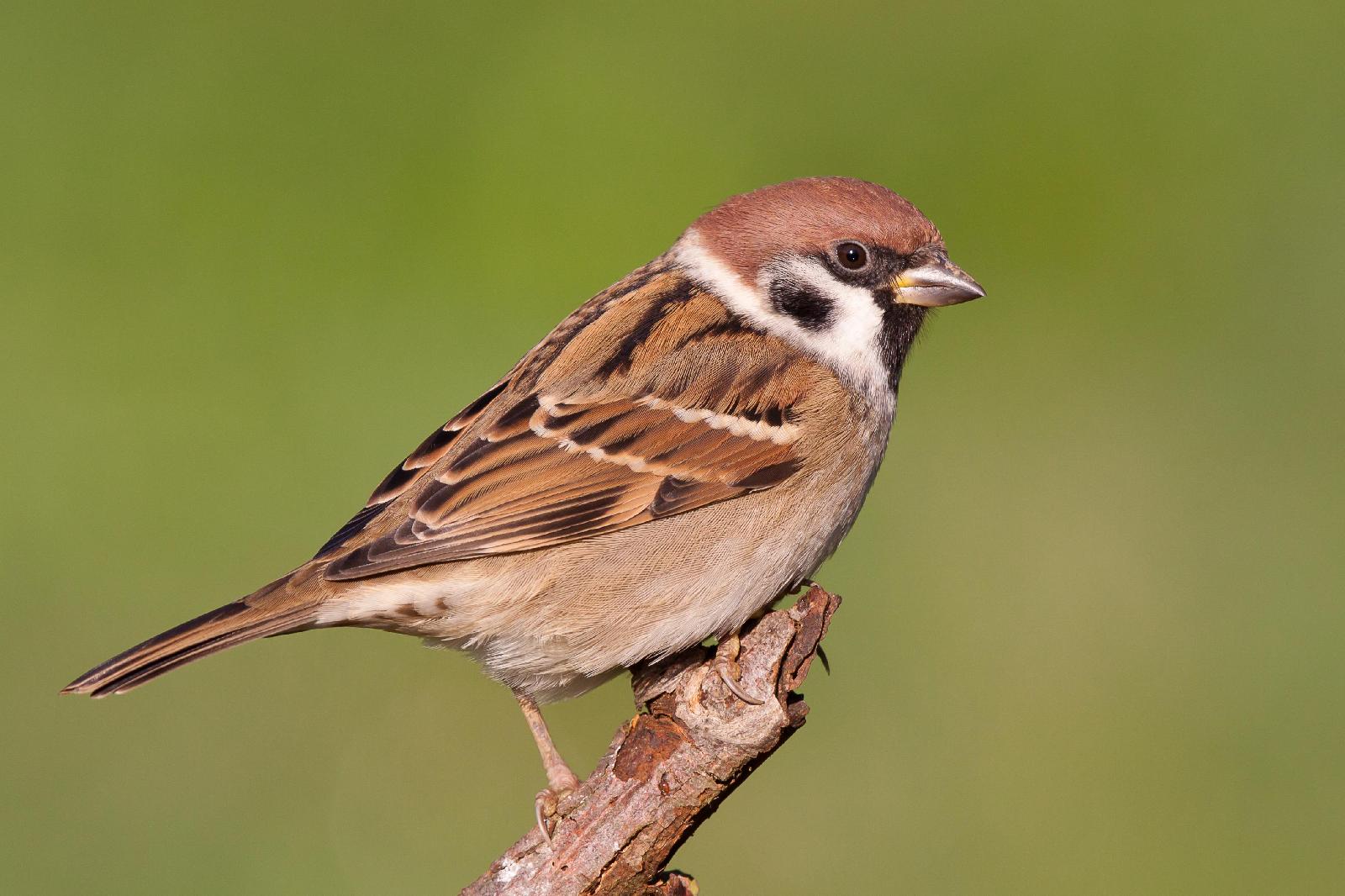 Feldsperling