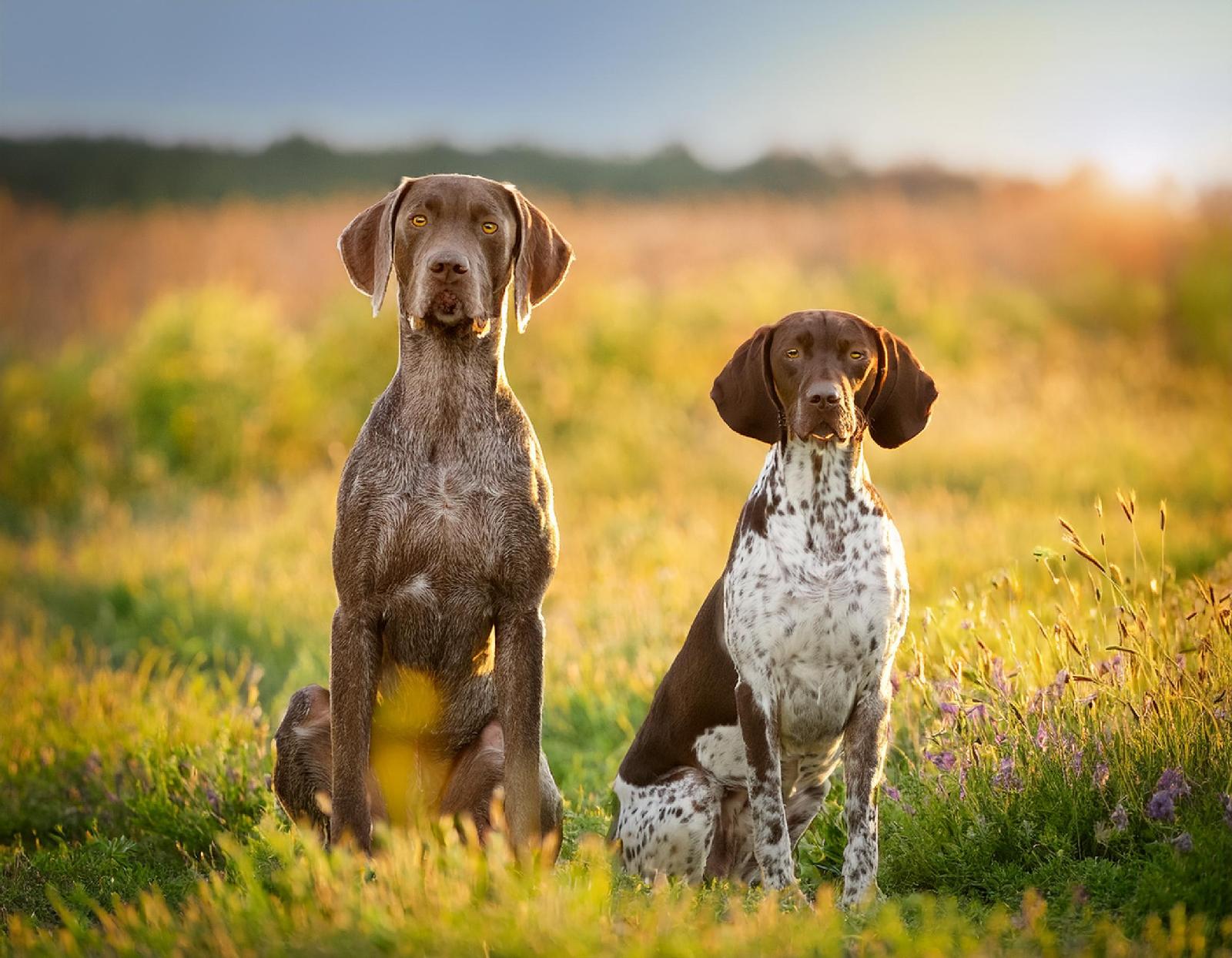 Vorstehhunde
