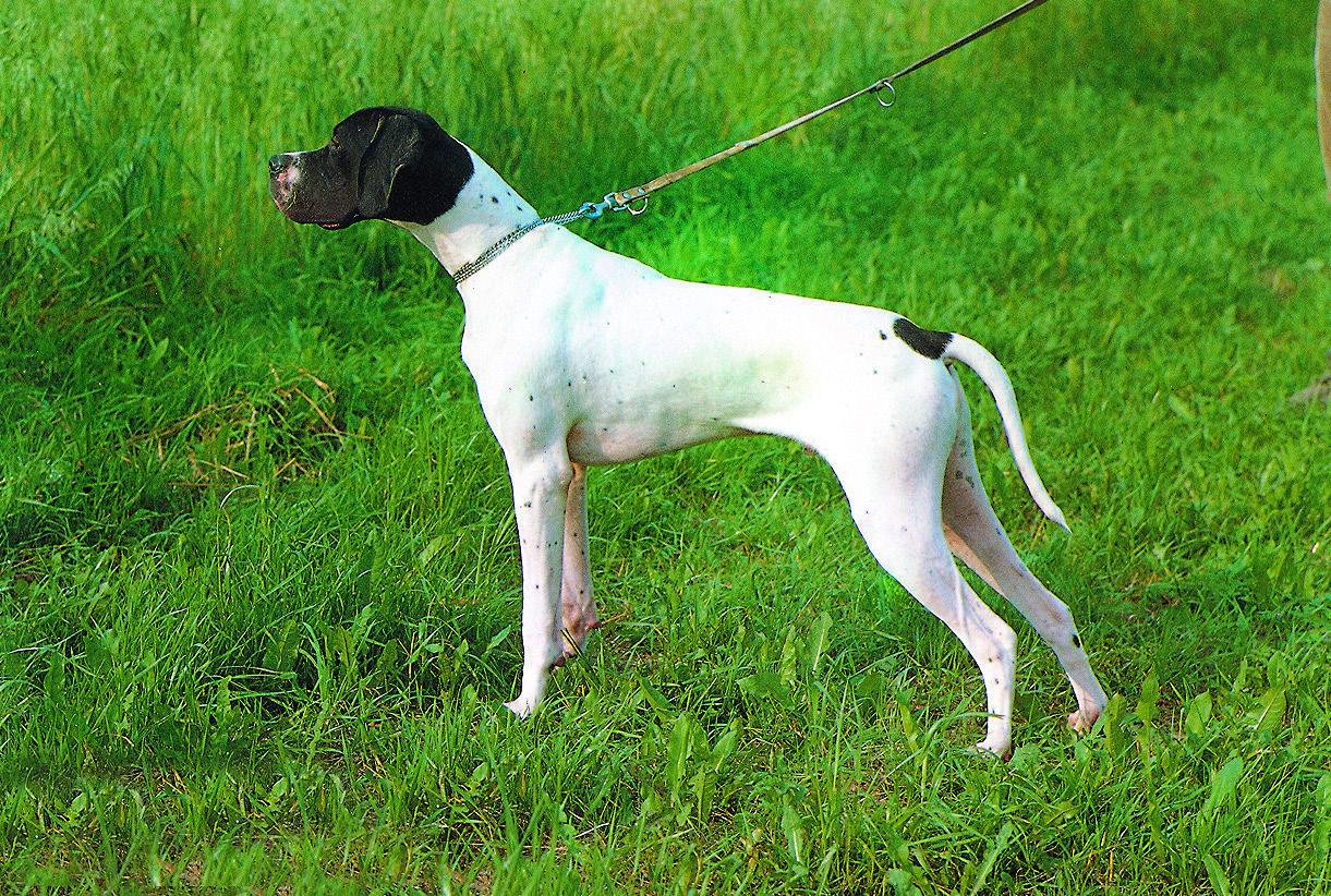 Pointer - PT<br>