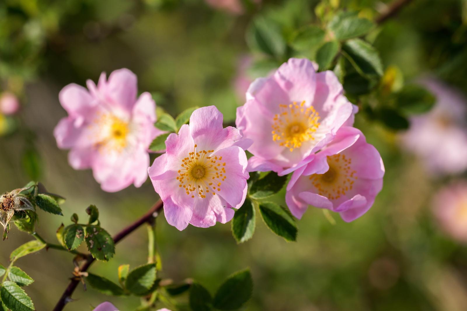 Heckenrose