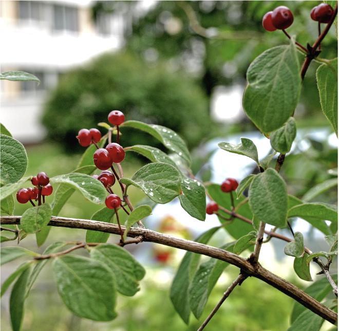 Rote Heckenkirsche<br>