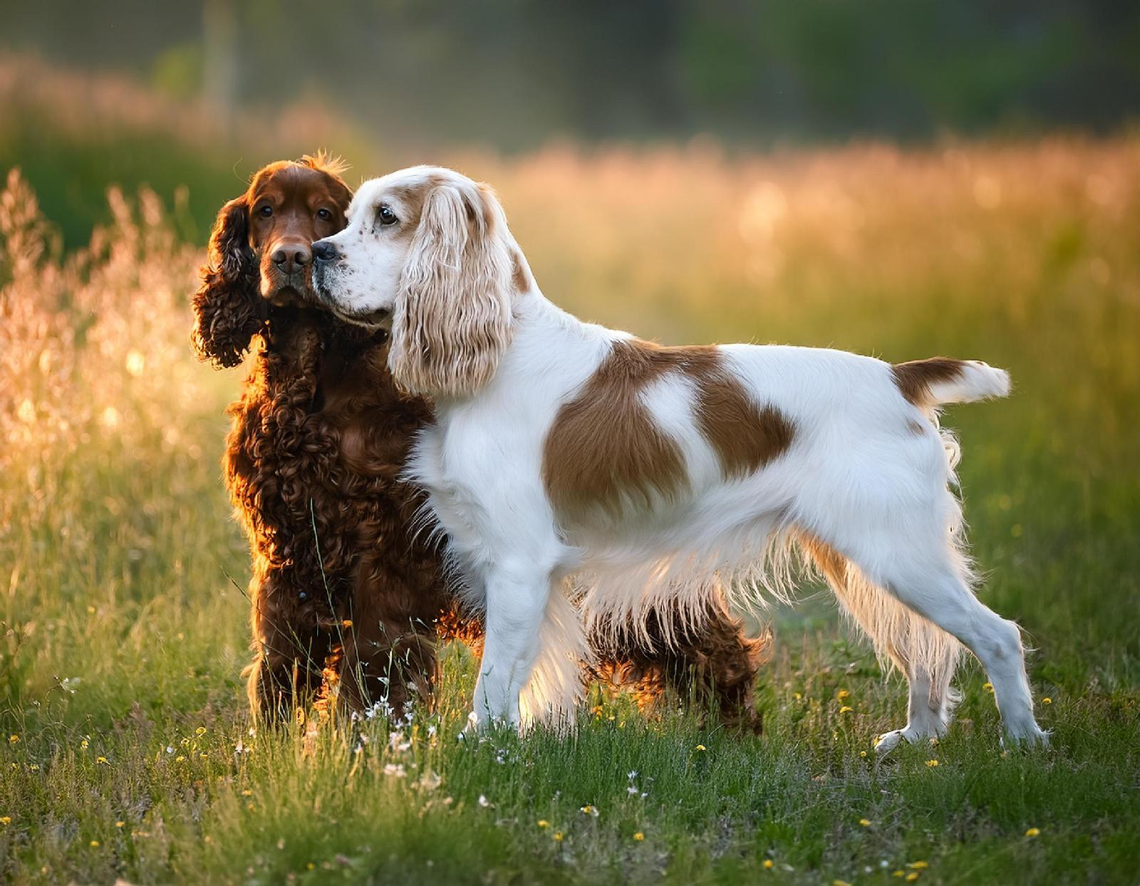 Stöberhunde