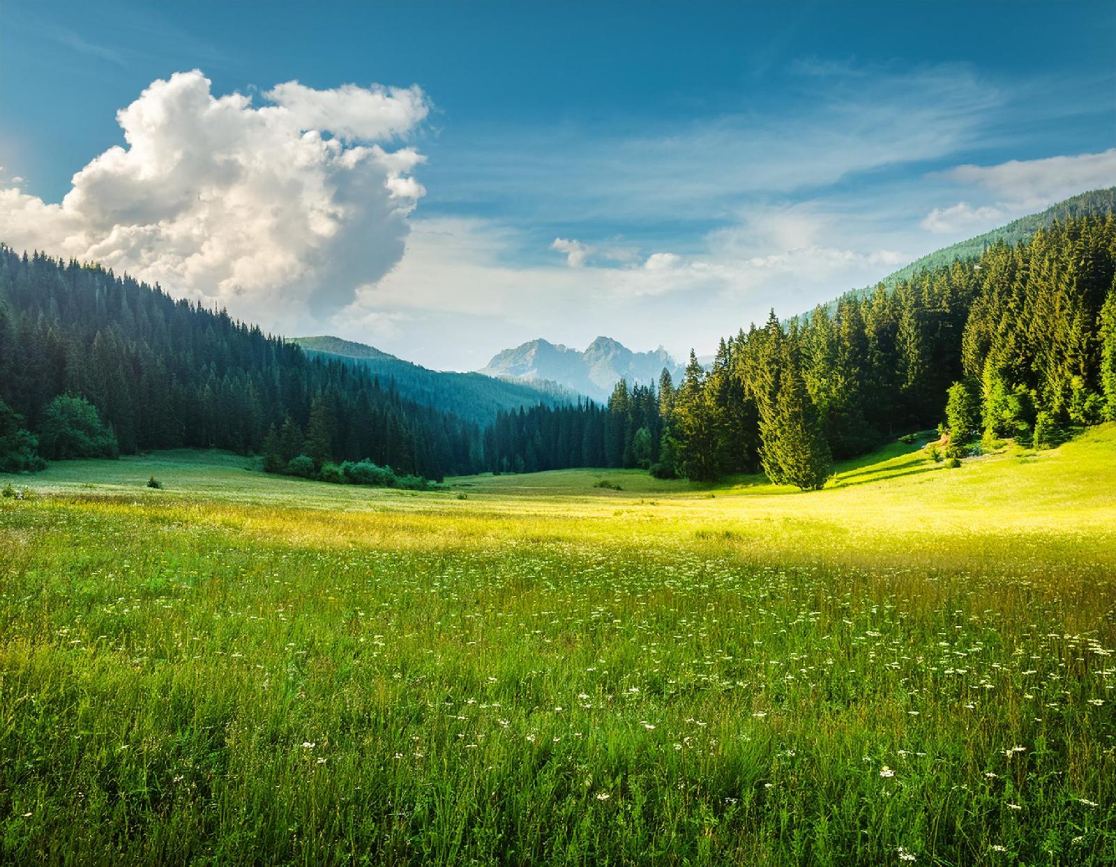 Wildwiesen