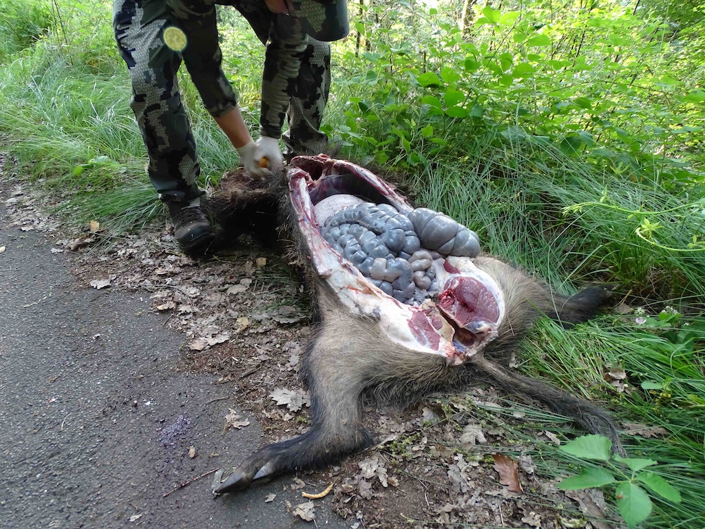 Aufschärfen des Brustkorbes