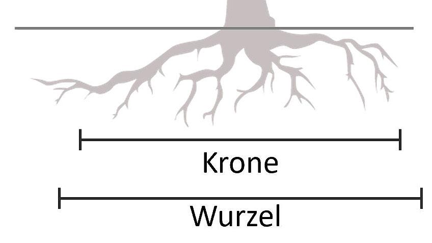 Flachwurzler