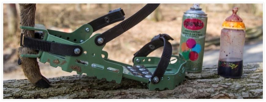 Fährtenschuh