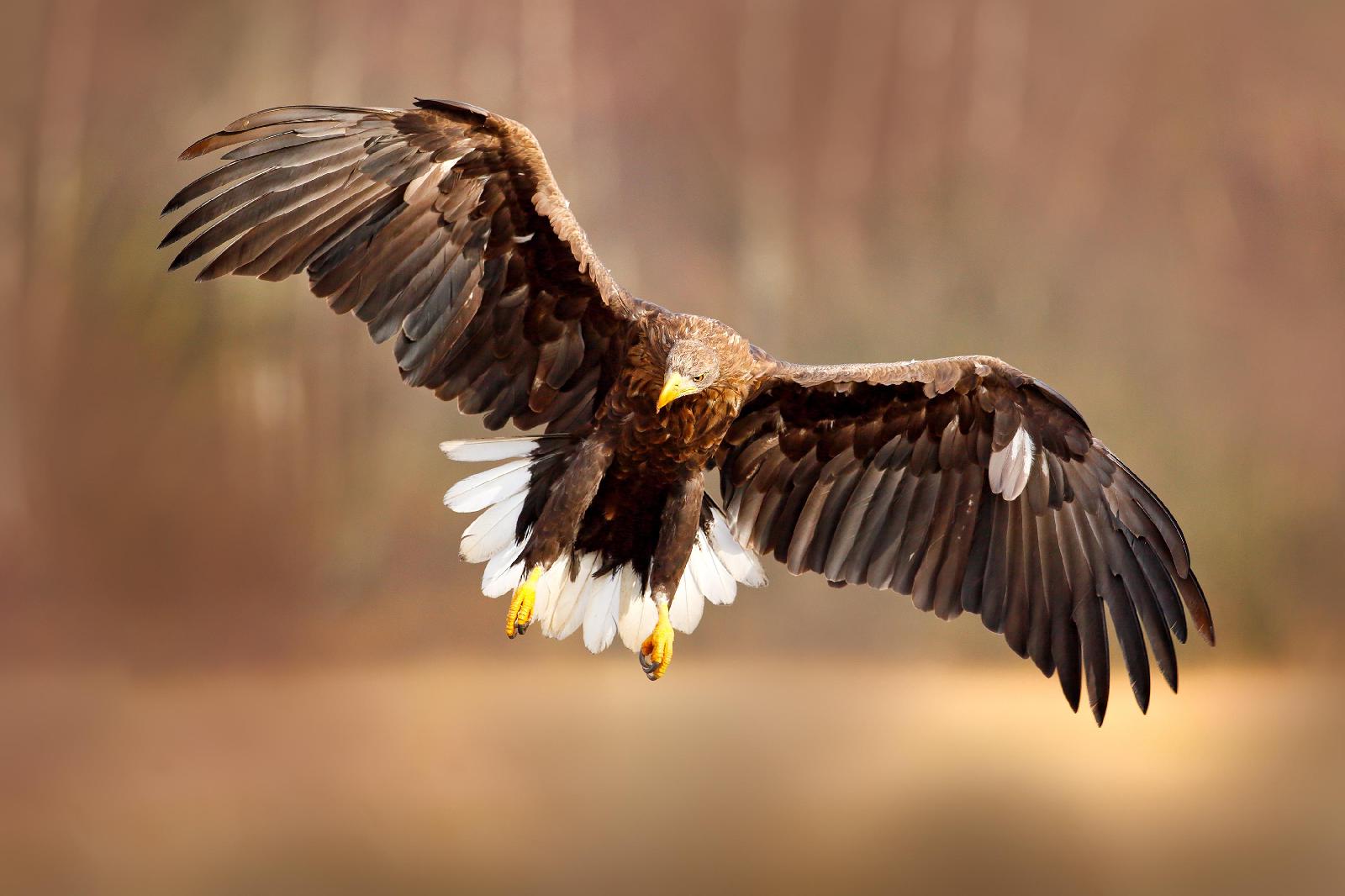 Adler
