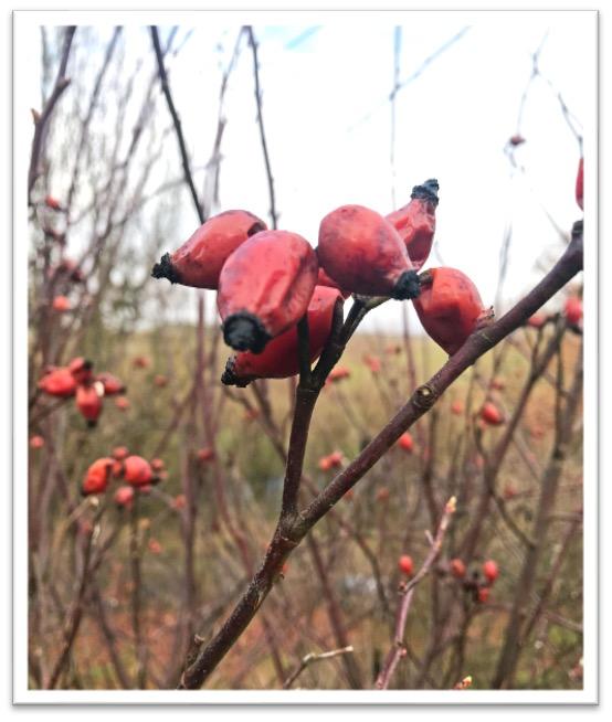 Hundsrose Frucht<br>