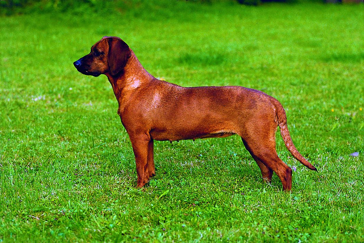 Bayerischer Gebirgsschweißhund