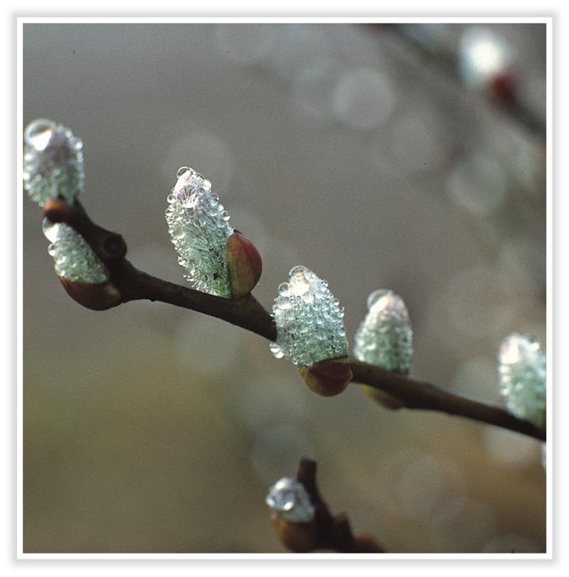 Salweide Frucht<br>