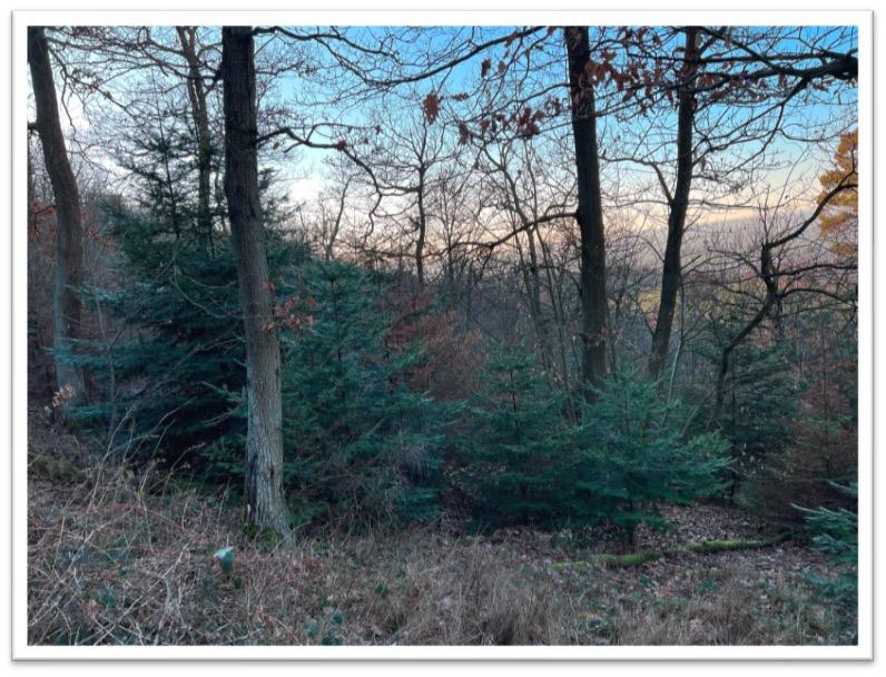 Dickung/Jungbestand<br>