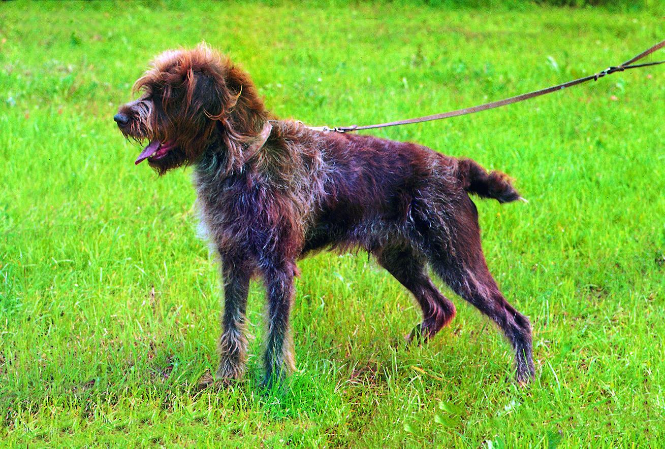 Griffon