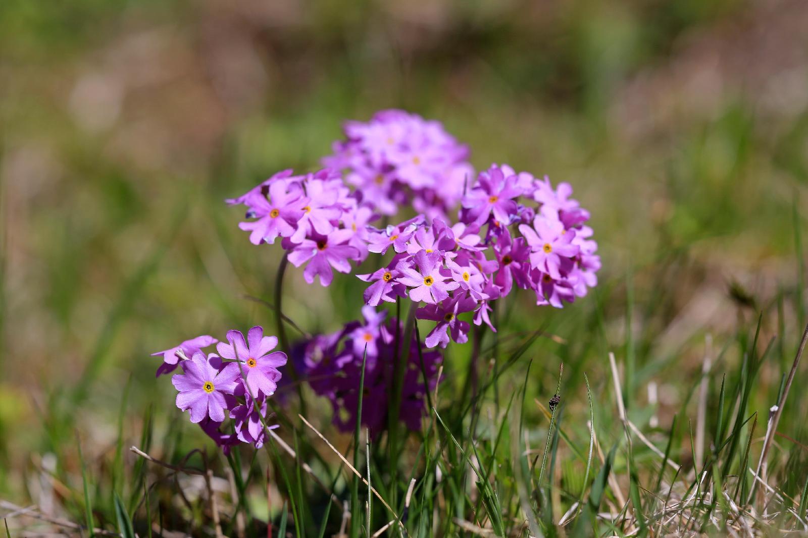 Mehlige Schlüsselblume