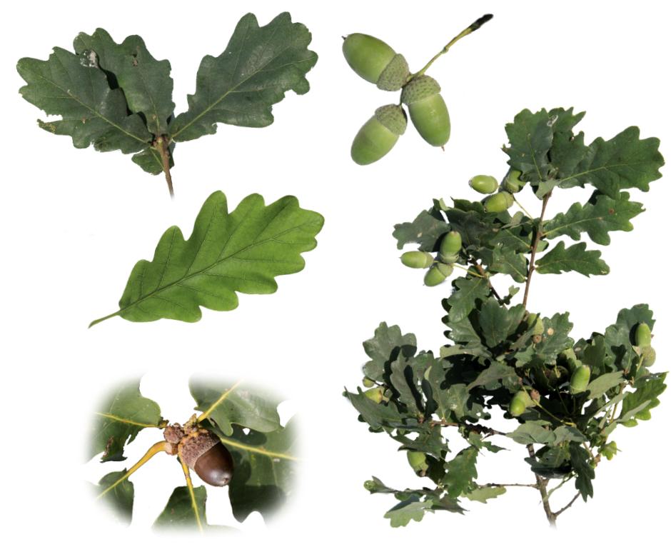 Stieleiche Blatt und Frucht<br>