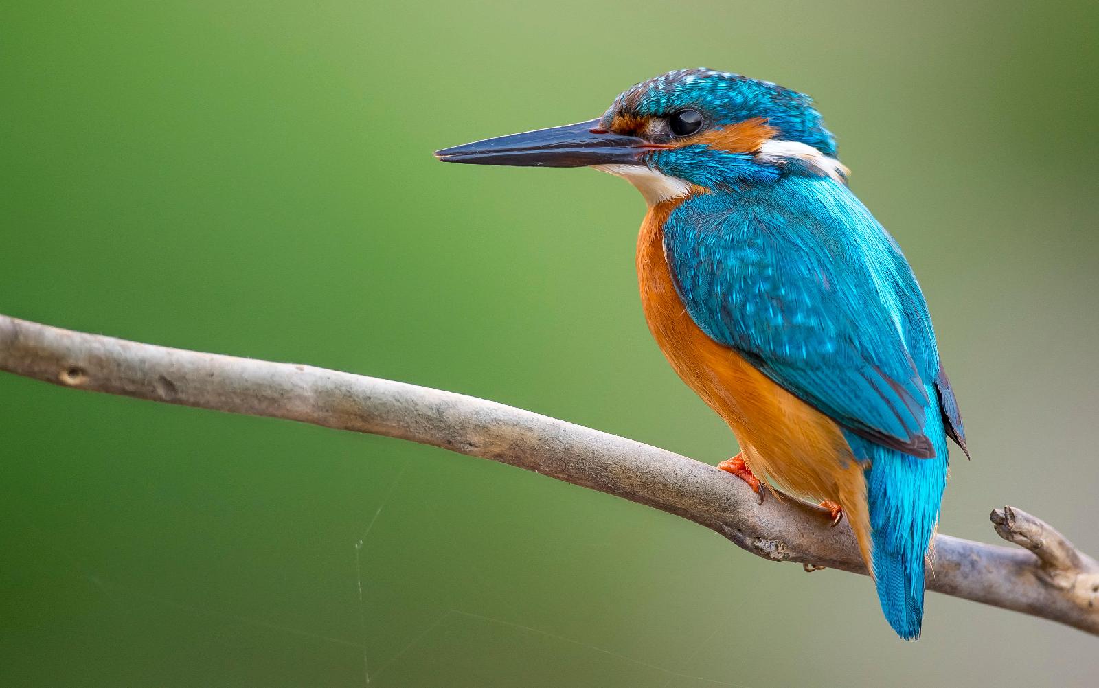 Eisvogel