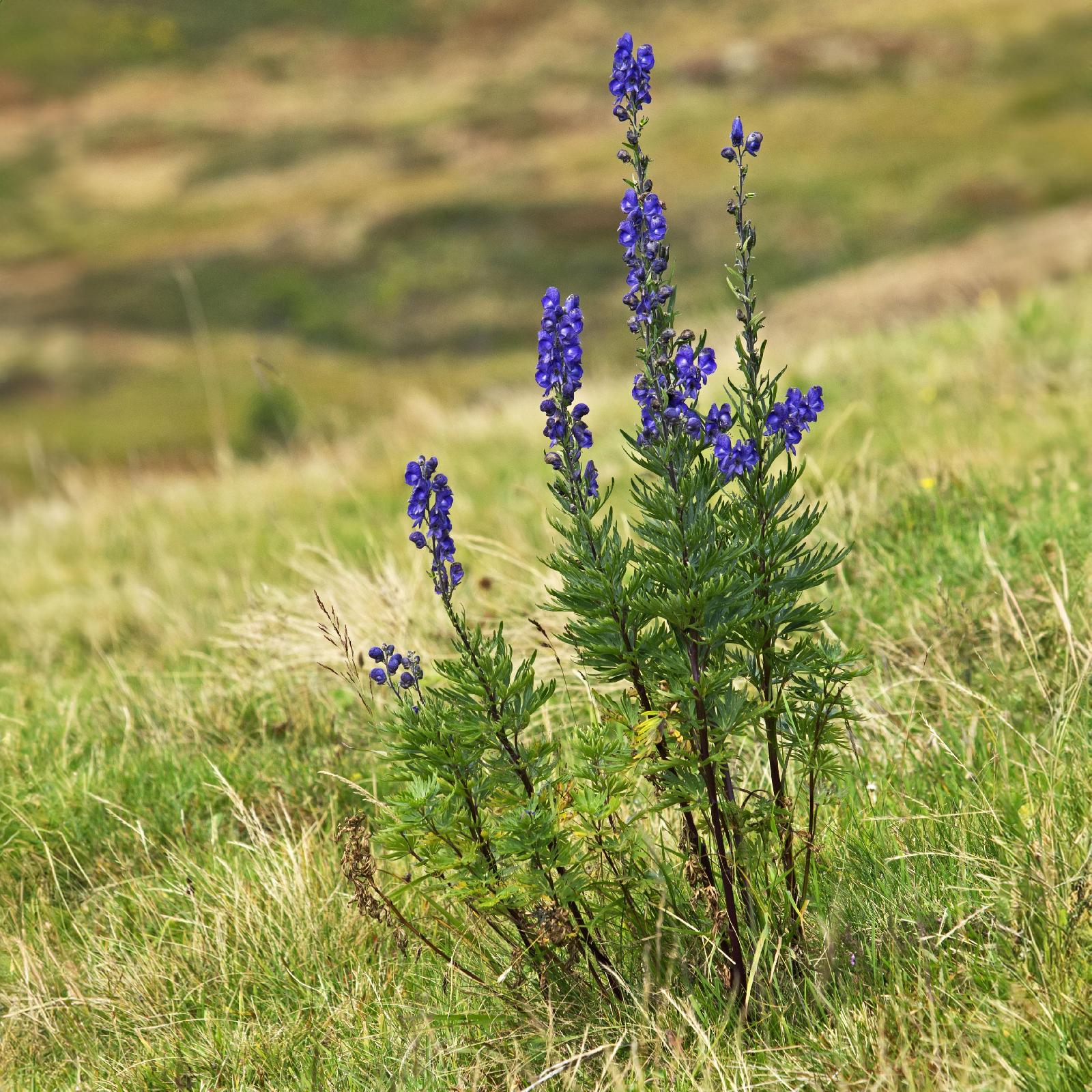 Blauer Eisenhut