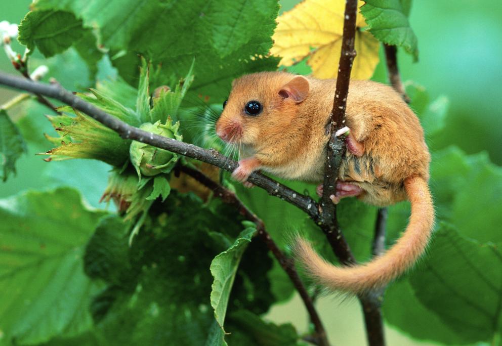 Haselmaus