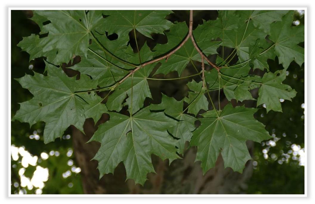 Platane Blatt<br>