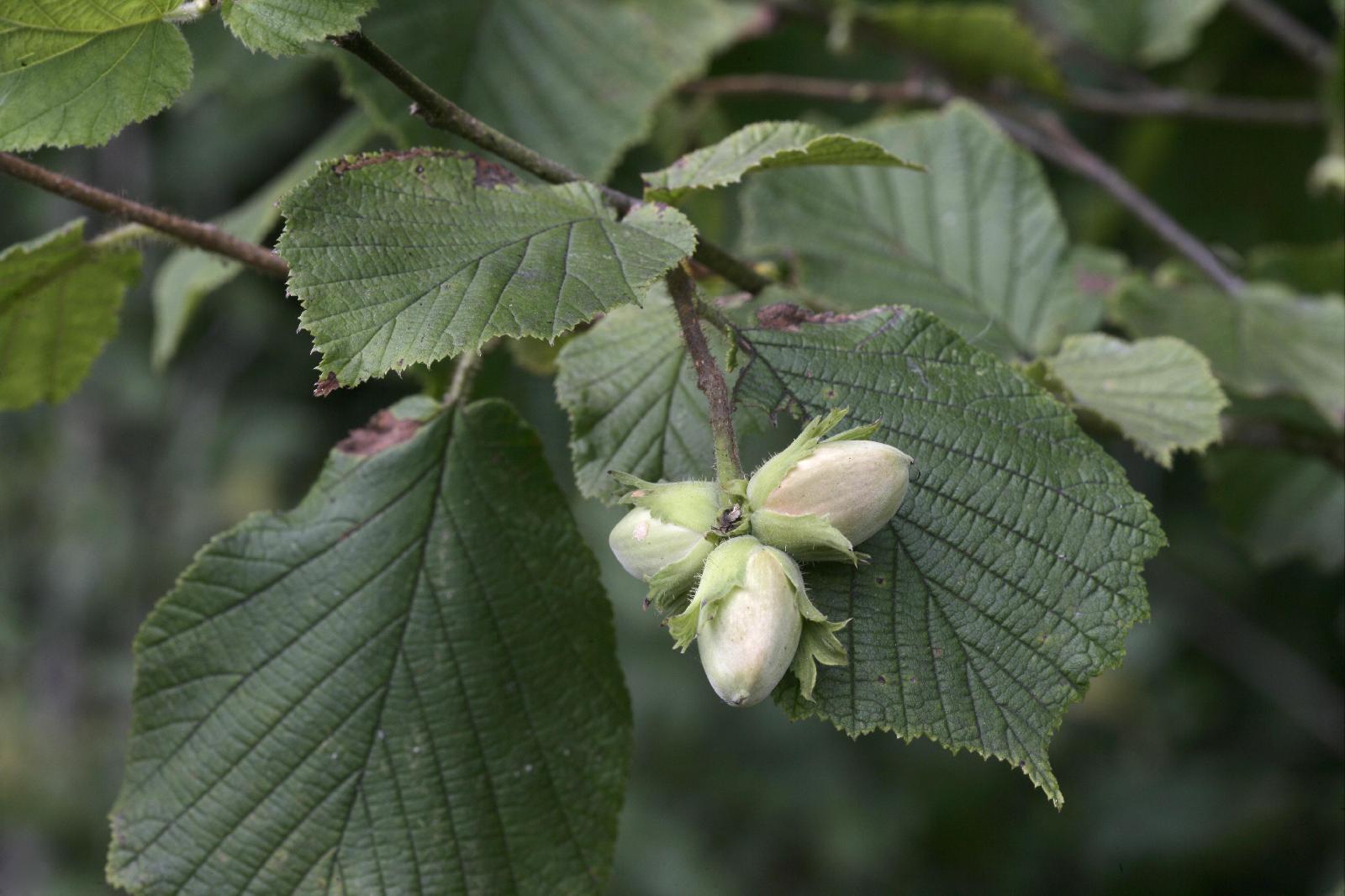 Haselnuss Frucht <br>