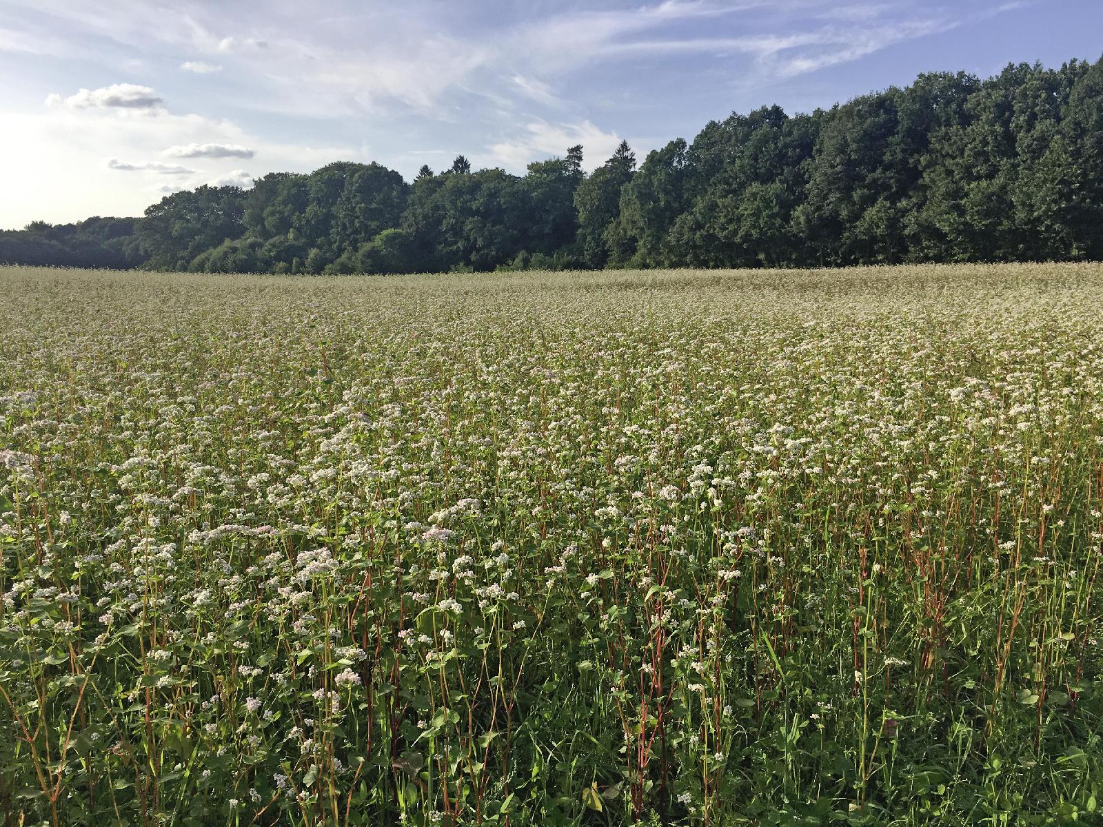Wildäsungsflächen