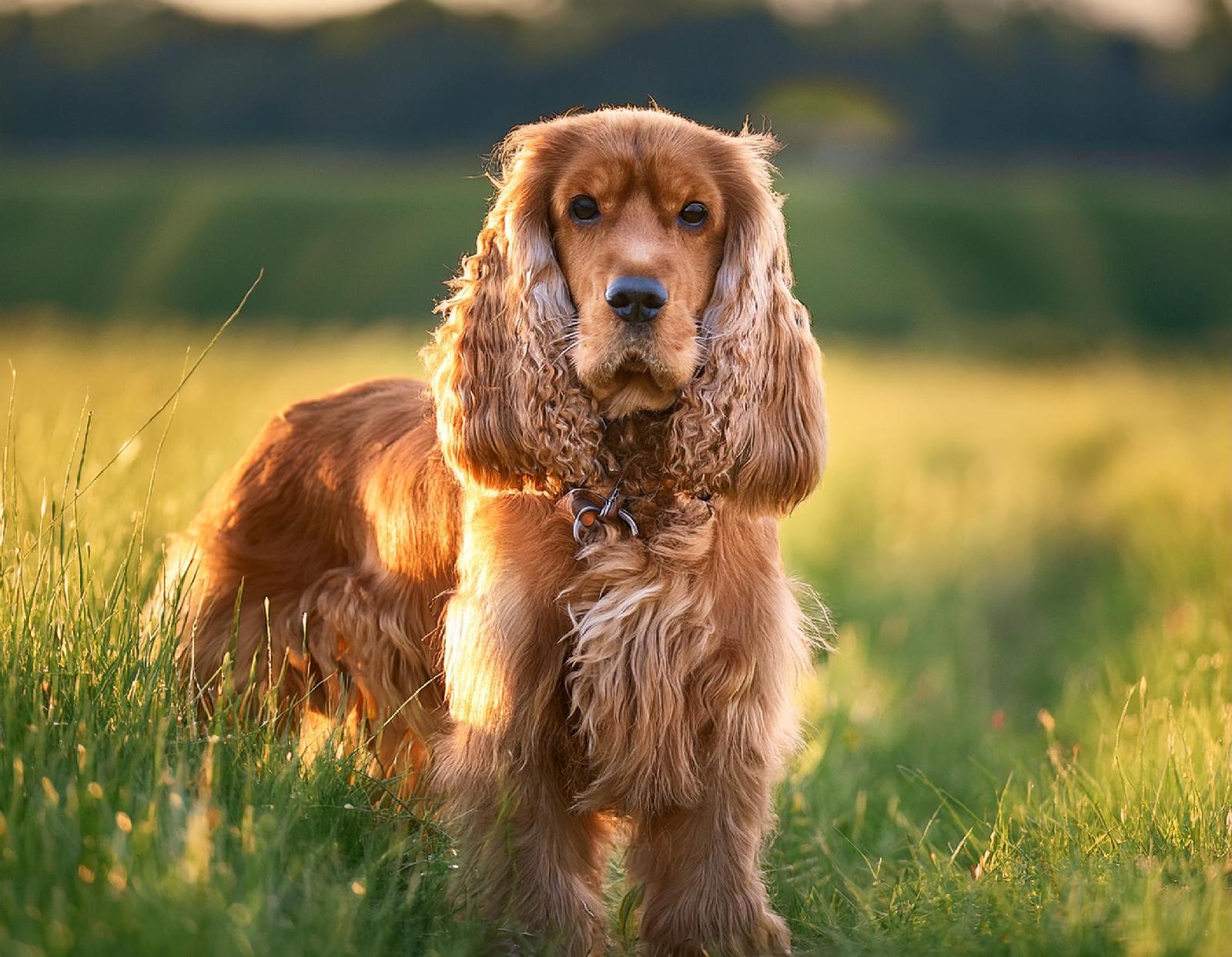 Spaniel