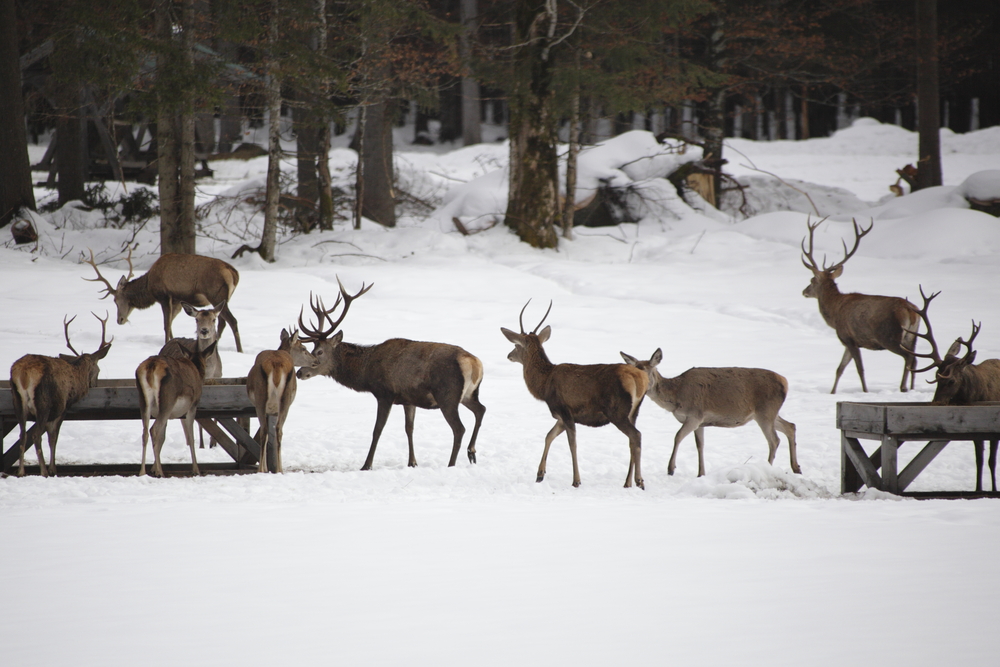 Wintergatter