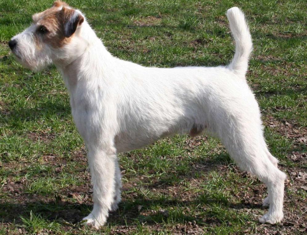 Russel Terrier