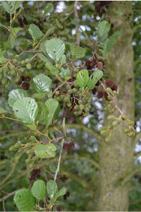 Erle Frucht<br>