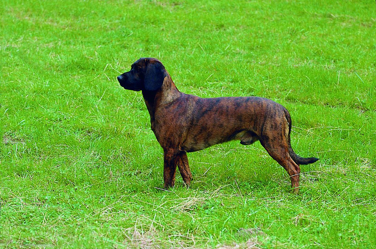 Der Hannoversche Schweißhund- HS<br>