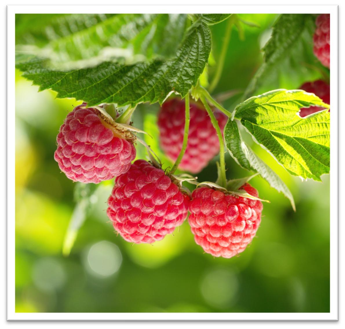 Brombeere Frucht<br>