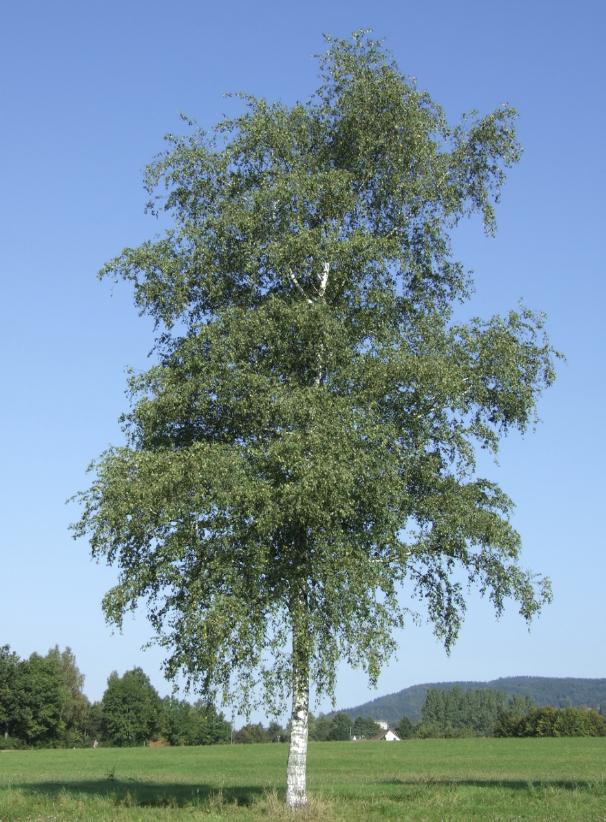 Weißbirke