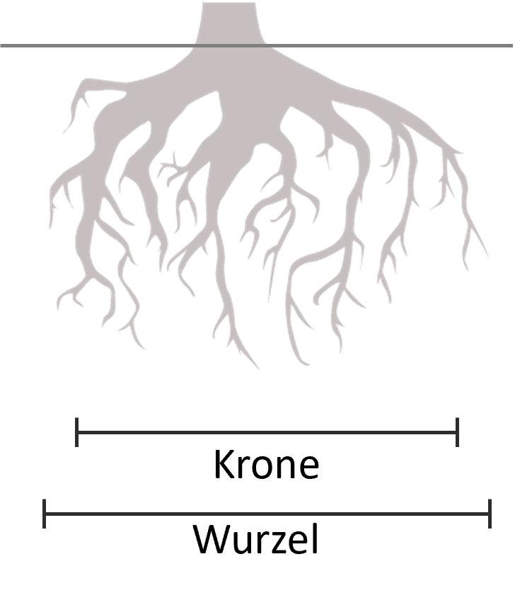 Herzwurzler