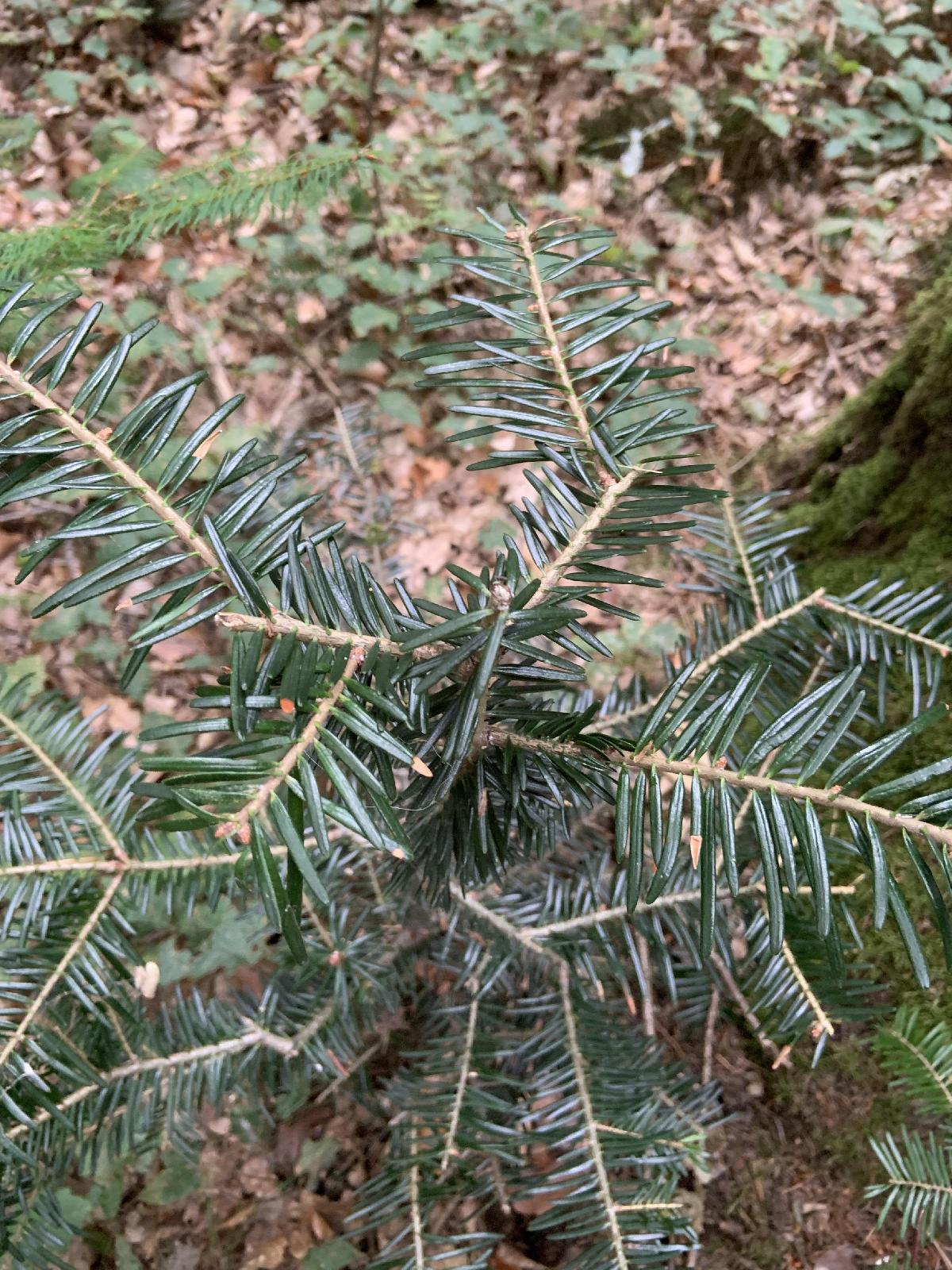 Verbiss Terminaltrieb<br>