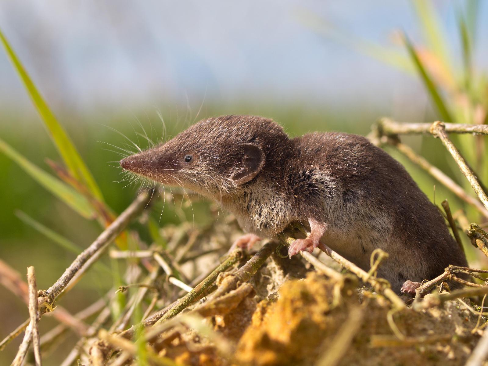 Spitzmaus